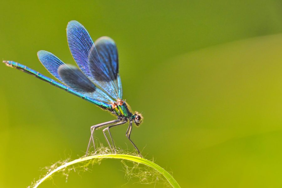 the blue dragonfly sits on a grass
