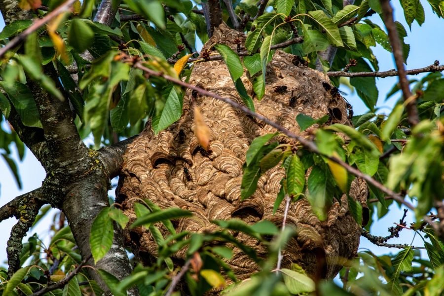 Nest of Asian hornet,  yellow-legged hornet (Vespa velutina),  invasive species